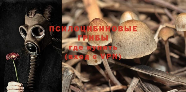 ПСИЛОЦИБИНОВЫЕ ГРИБЫ Вязники